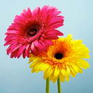 Модуль для 1С-Битрикс - Битроник 2 — интернет-магазин цветов на Битрикс [yenisite.b2flower]